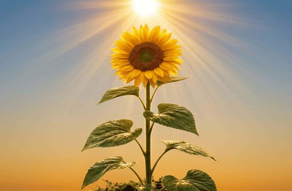 strahlende sonnenblume
